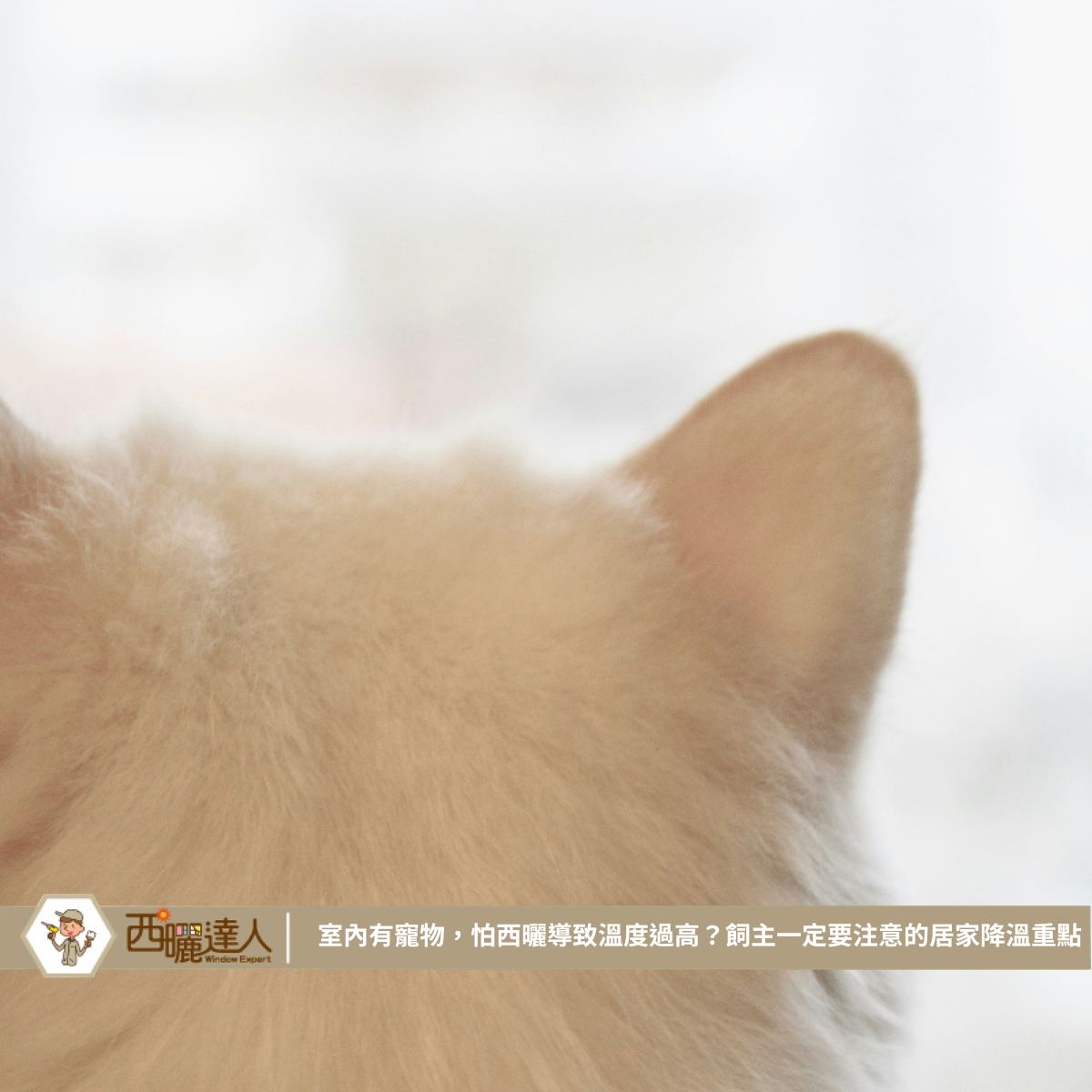 室內有寵物，怕西曬導致溫度過高？飼主一定要注意的居家降溫重點